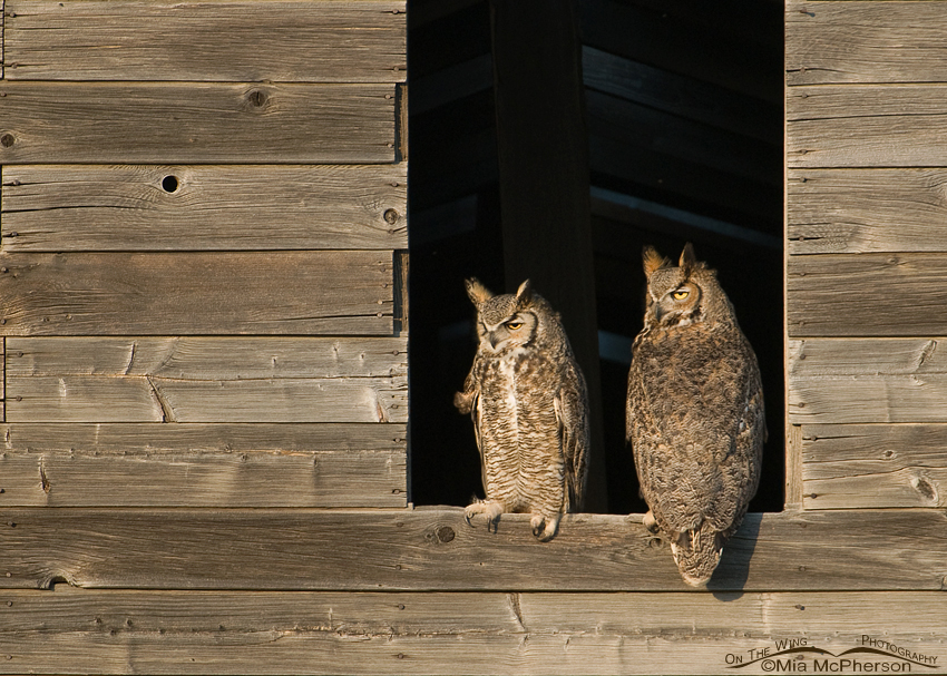 Mated pair of Great Horned Owls perched on an old granary in Montana, Glacier County