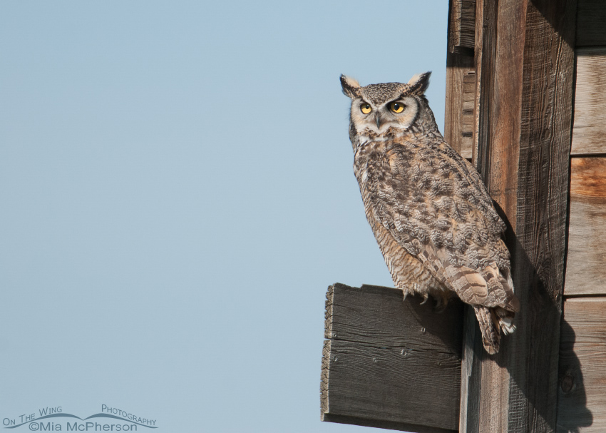 Great Horned Owl adult male, Glacier County, Montana