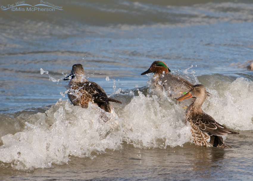 Green-winged Teal with Northern Shovelers in the surf of the Great Salt Lake on a windy day.