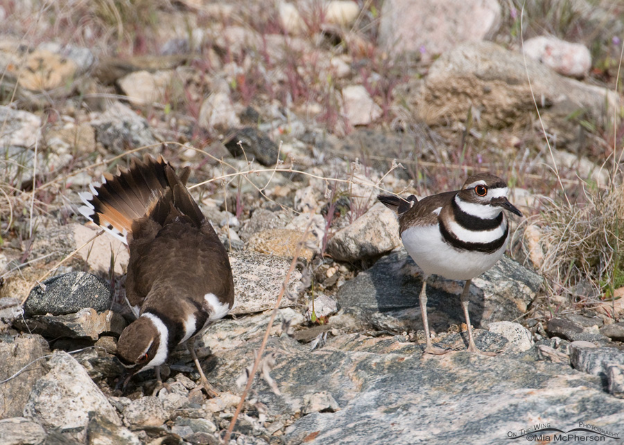 Pair of Killdeer near the scrape on Antelope Island State Park, Davis County, Utah