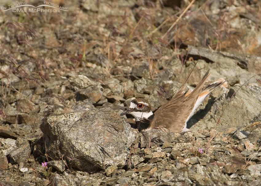 Killdeer on nest, Antelope Island State Park, Davis County, Utah