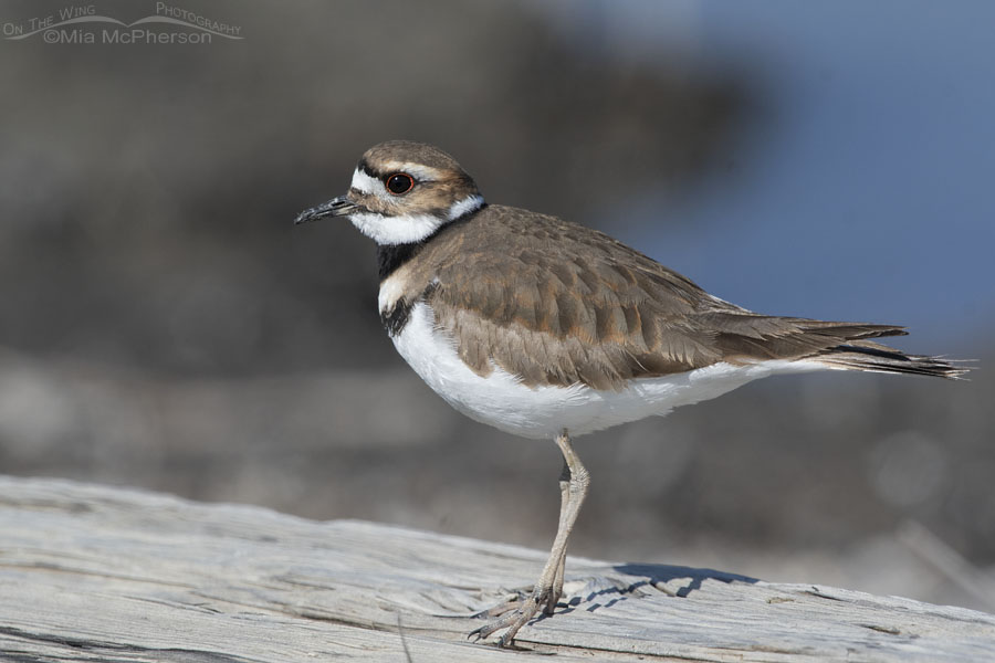 Spring Killdeer on a log, Bear River Migratory Bird Refuge, Box Elder County, Utah