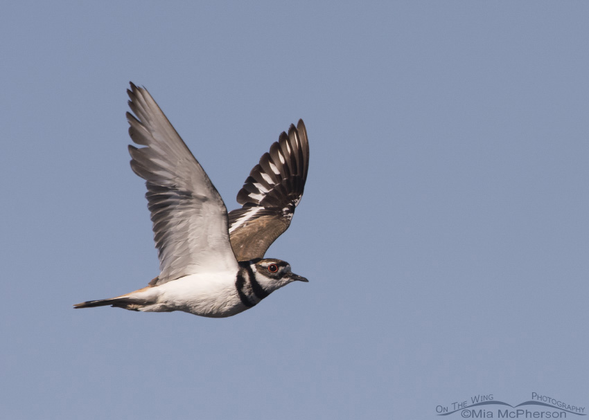 Killdeer in flight over Bear River Migratory Bird Refuge, Utah
