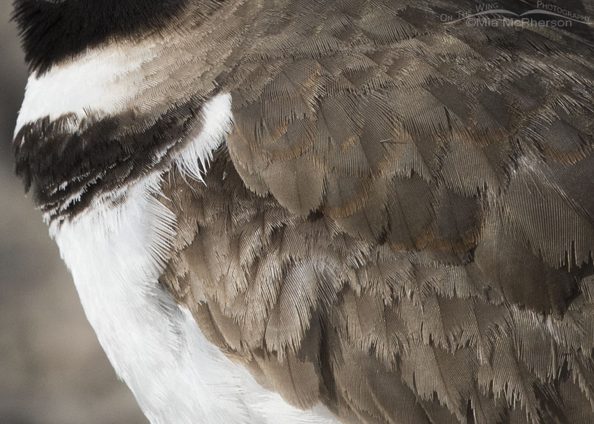 Killdeer plumage detail, Bear River National Wildlife Refuge, Box Elder County, Utah