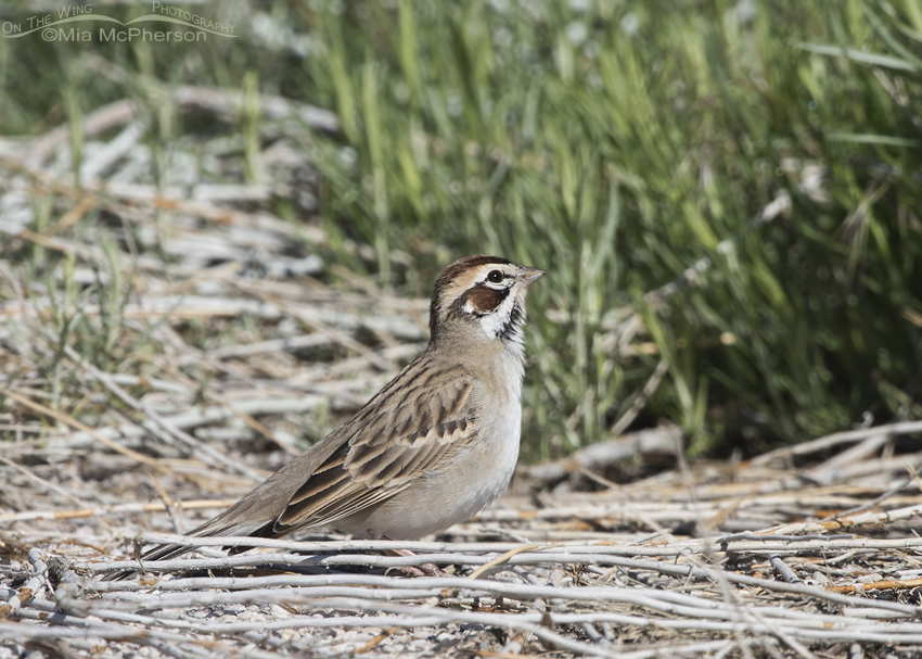 Adult Lark Sparrow on Antelope Island State Park in Davis County, Utah