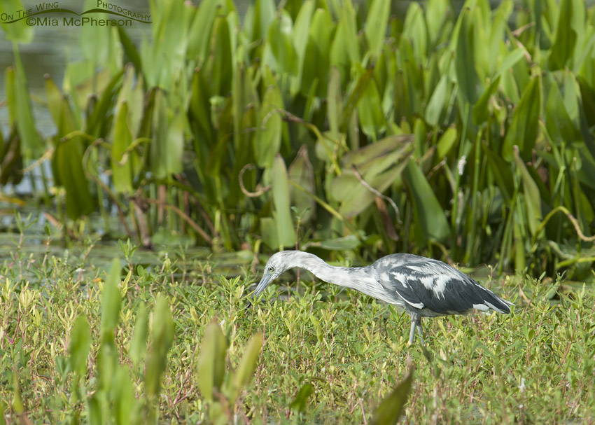 Immature Little Blue Heron, Roosevelt Wetland, Pinellas County, Florida