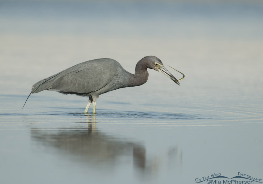 Little Blue Heron snags a pipefish, Fort De Soto County Park, Pinellas County, Florida