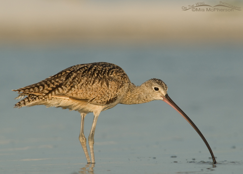 Female Long-billed Curlew in Pinellas County, Florida