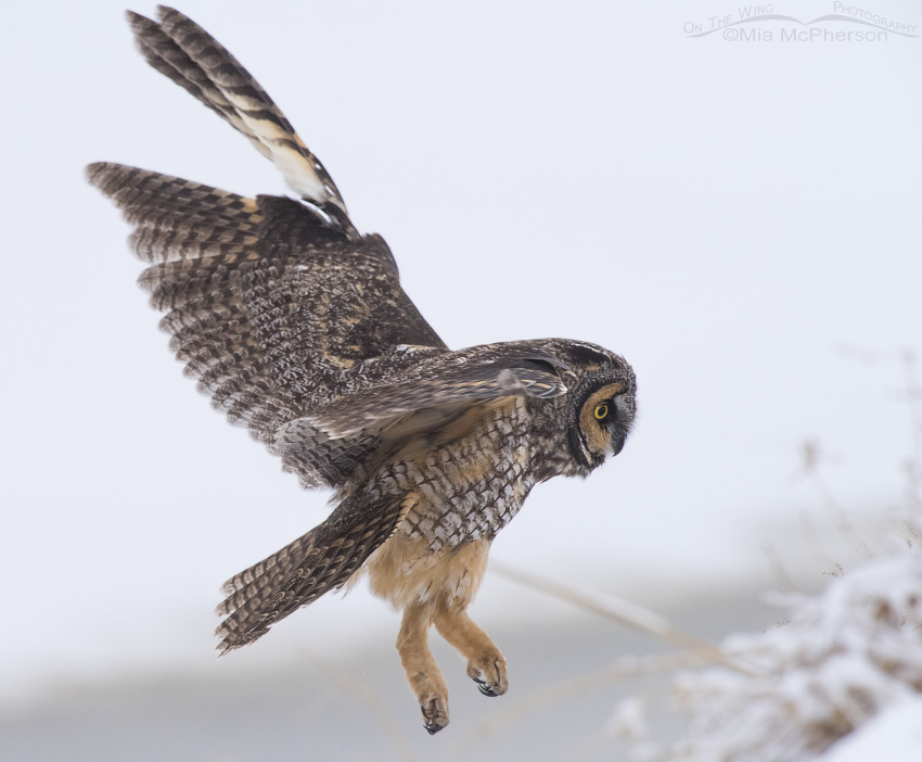 Long-eared Owl landing on a bank of snow at Farmington Bay WMA, Utah