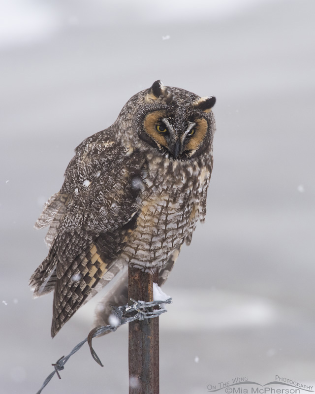 Perched Long-eared Owl with falling snow, Farmington Bay WMA in Davis County, Utah