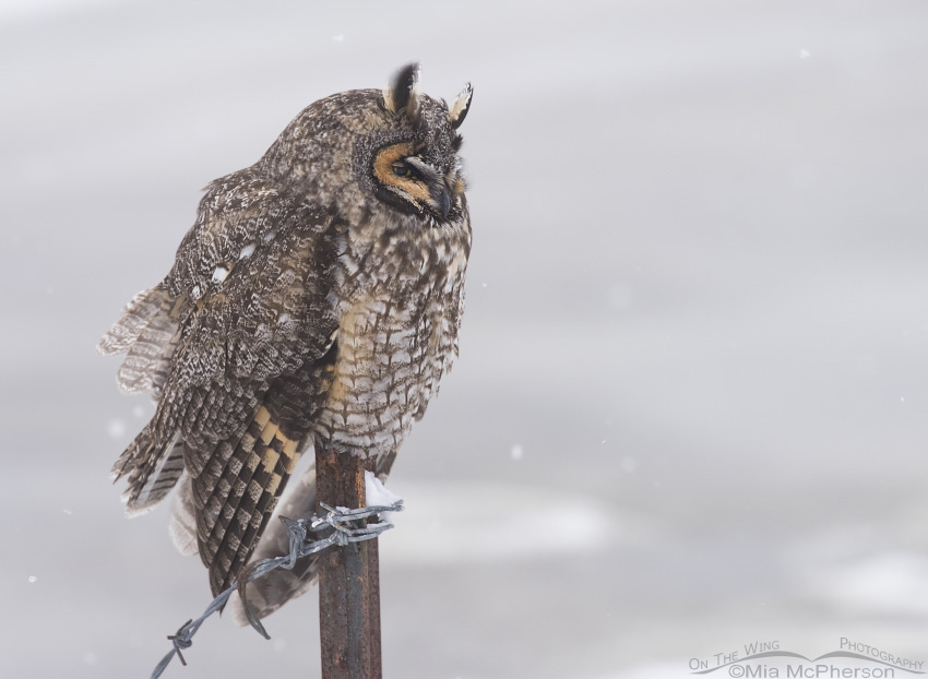 Long-eared Owl on a rusty post during a snow storm at Farmington Bay WMA in Davis County, Utah