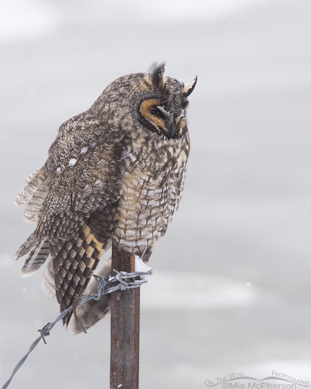 Long-eared Owl in winter with falling snow at Farmington Bay WMA, Davis County, Utah