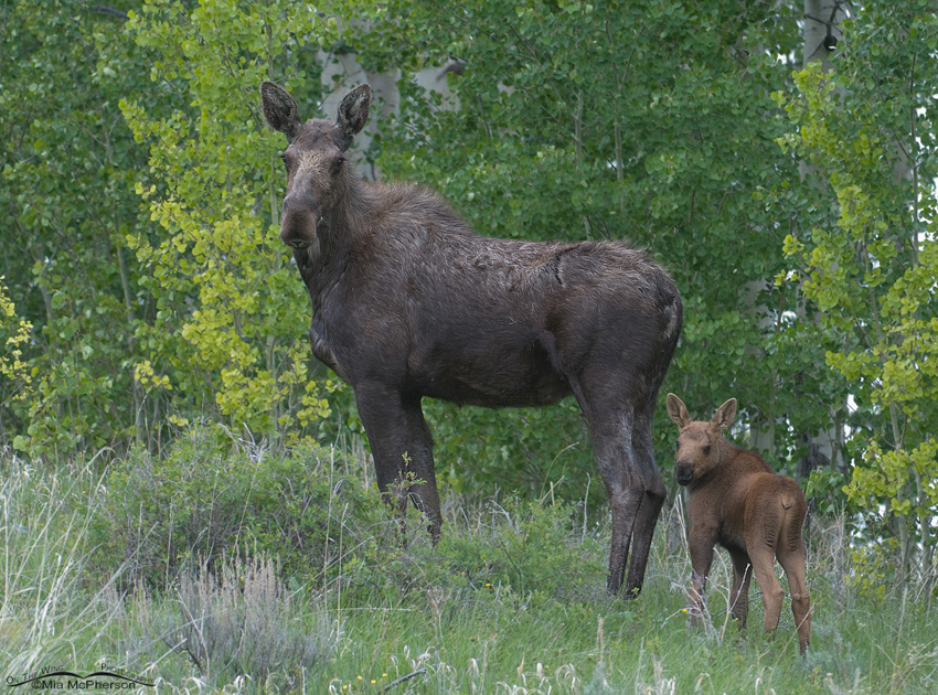 Moose with calf in Montana, Red Rock Lakes National Wildlife Refuge, Centennial Valley, Beaverhead County