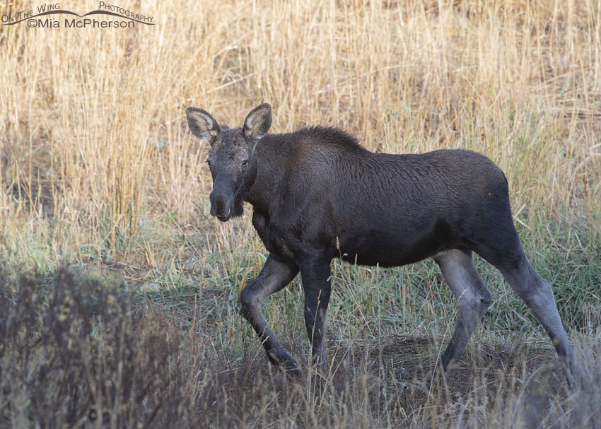 Moose calf keeping an eye on me, Wasatch Mountains, Morgan County, Utah