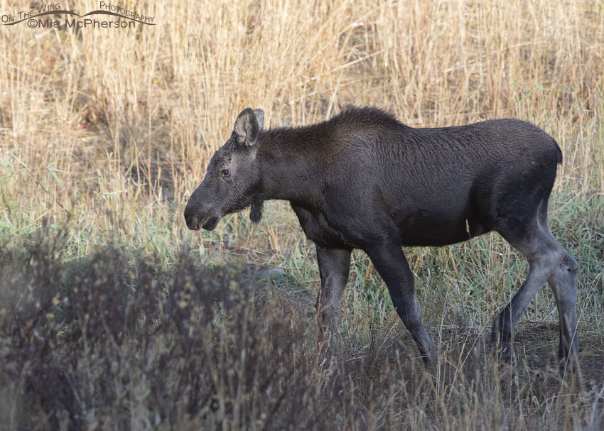 Moose calf moving towards some trees, Wasatch Mountains, Morgan County, Utah
