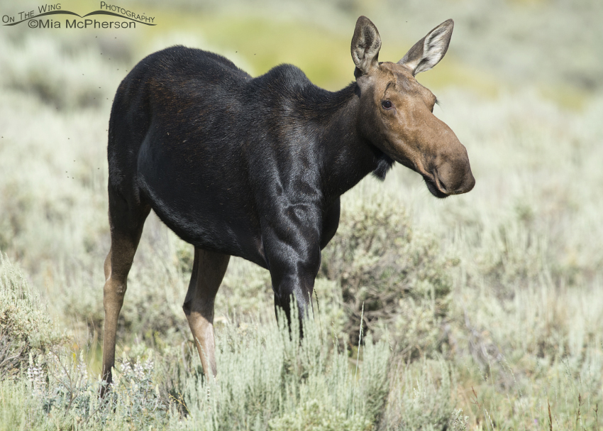 Moose images