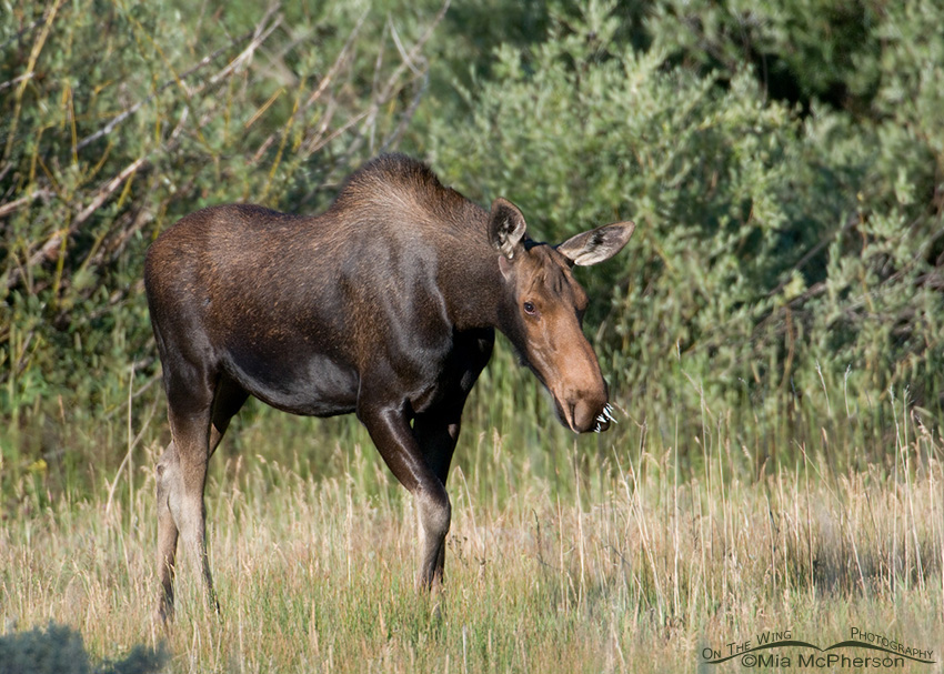 Moose with Porcupine quills in her muzzle, Uinta Mountains, Uinta National Forest, Summit County, Utah