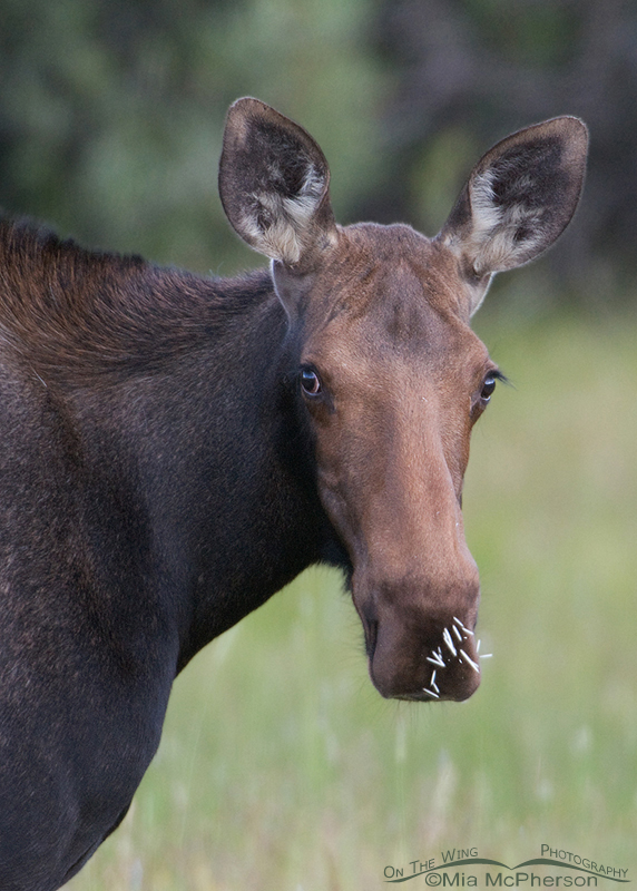 Portrait of a Moose cow with Porcupine quills in her nose, Uinta Mountains, Uinta National Forest, Summit County, Utah
