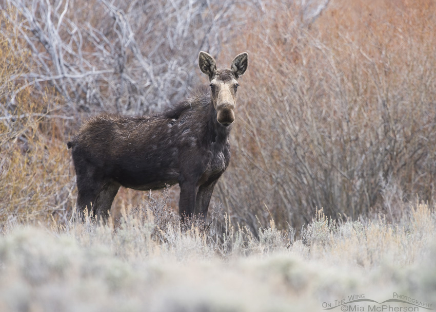 Moose standing near the willows of Modoc Creek, Targhee National Forest, Clark County, Idaho