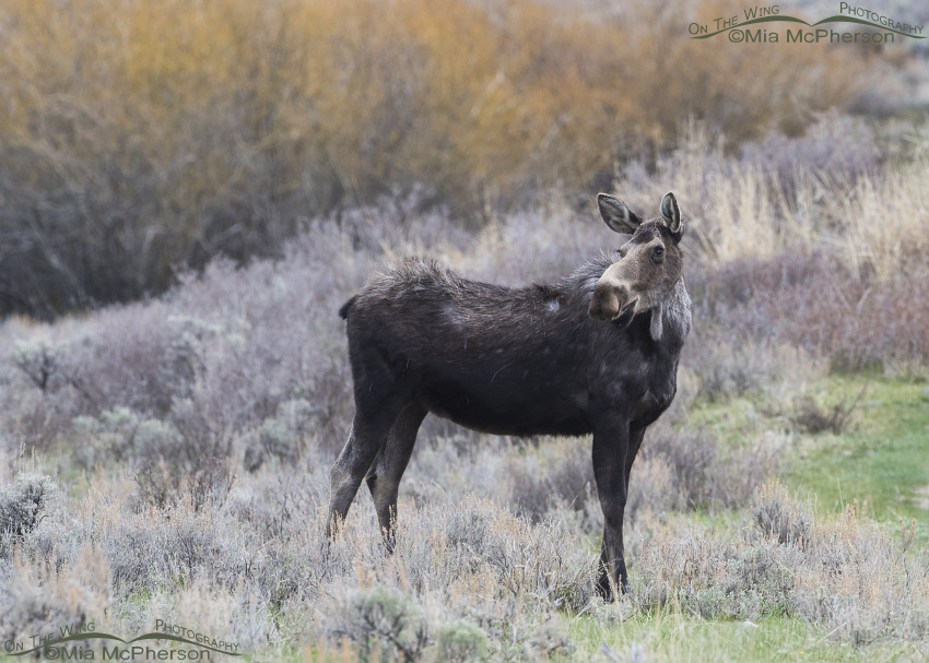 Moose along the road near Modoc Creek, Targhee National Forest, Clark County, Idaho