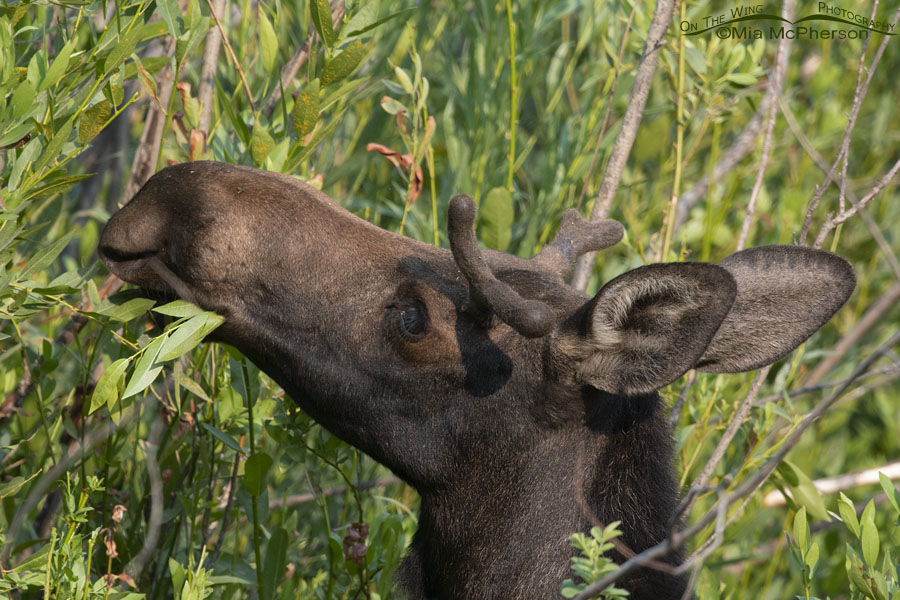 Young bull Moose nibbling on willows, Wasatch Mountains, Morgan County, Utah