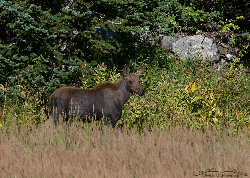 Young Moose - Oh, oh, she saw me, Wasatch Mountains, Wasatch National Forest, Skyline Drive, Davis County, Utah