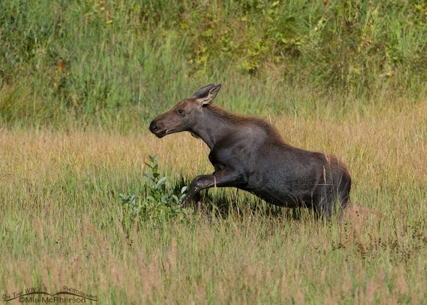 Running Moose calf, Wasatch Mountains, Wasatch National Forest, Skyline Drive, Davis County, Utah
