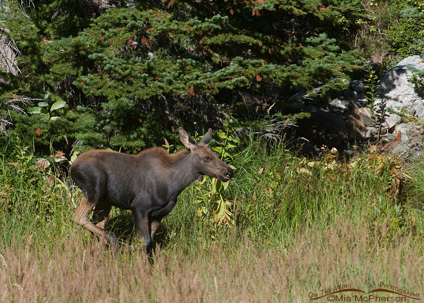Moose calf running again!, Uinta Wasatch Cache National Forest, Skyline Drive, Davis County, Utah
