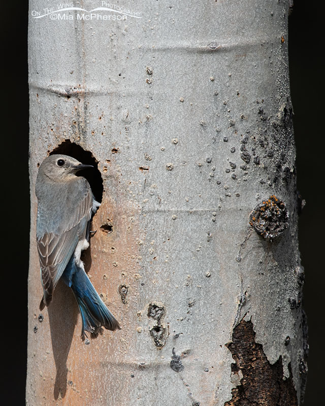 Female Mountain Bluebird checking out a nesting cavity, Targhee National Forest, Clark County, Idaho