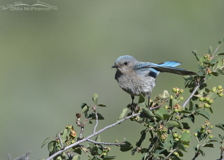 Female Mountain Bluebird in a strong breeze, Wasatch Mountains, Summit County, Utah