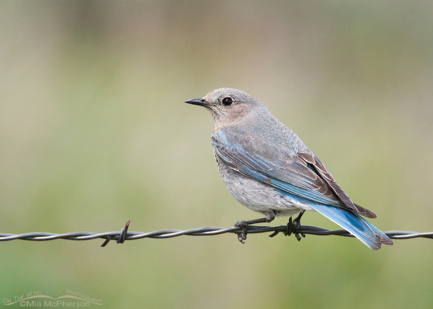 Female Mountain Bluebird on barbed wire, Centennial Valley, Beaverhead County, Montana