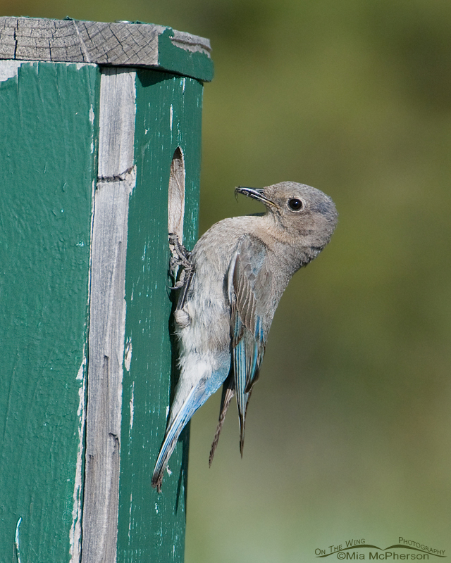 Female Mountain Bluebird with prey at the nest box, Centennial Valley, Beaverhead County, Montana