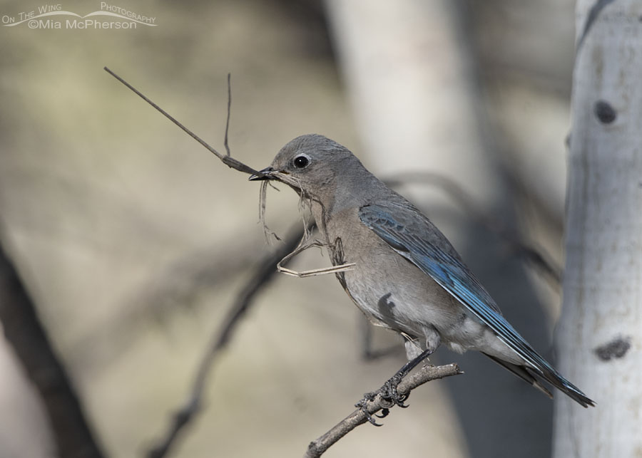 Mountain Bluebird female with nesting materials, West Desert, Tooele County, Utah