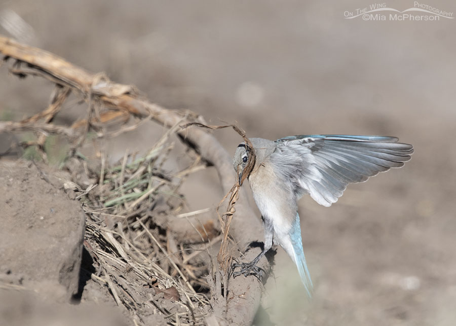 Female Mountain Bluebird gathering nesting materials, West Desert, Tooele County, Utah
