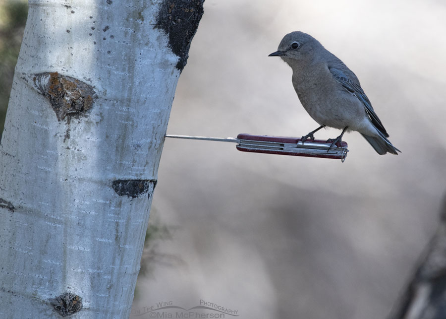 Female Mountain Bluebird perched on a Swiss Army knife, West Desert, Tooele County, Utah