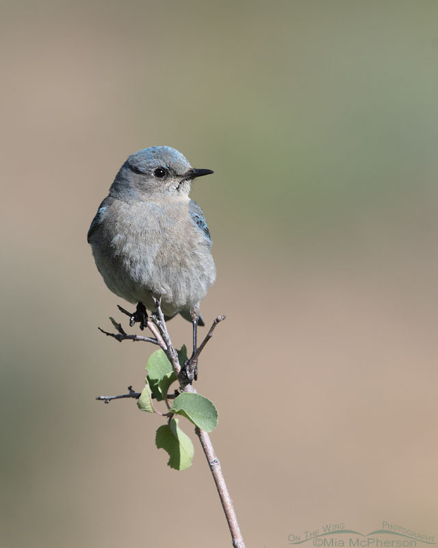 Female Mountain Bluebird in a canyon, Wasatch Mountains, Summit County, Utah