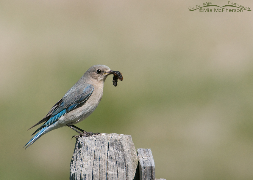 Mountain Bluebird female with prey for her young, Centennial Valley, Beaverhead County, Montana
