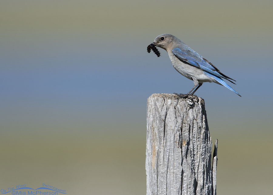 Female Mountain Bluebird with prey for her young, Centennial Valley, Beaverhead County, Montana