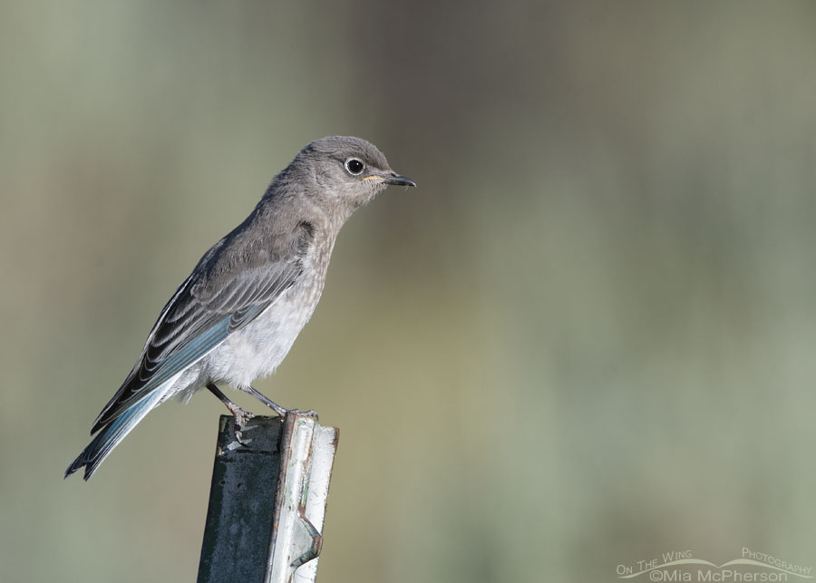 Mountain Bluebird fledgling on a metal post, Wasatch Mountains, Summit County, Utah
