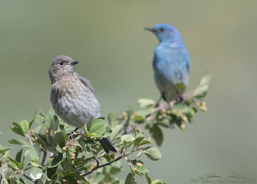 Juvenile Mountain Bluebird with adult male watching over it, Wasatch Mountains, Summit County, Utah