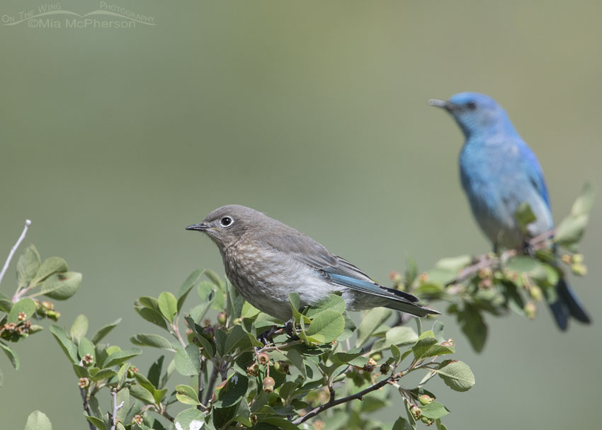 Mountain Bluebirds in a Wasatch Mountain Canyon, Wasatch Mountains, Summit County, Utah