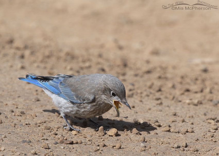 Juvenile Mountain Bluebird dropping an ant, Wasatch Mountains, Summit County, Utah