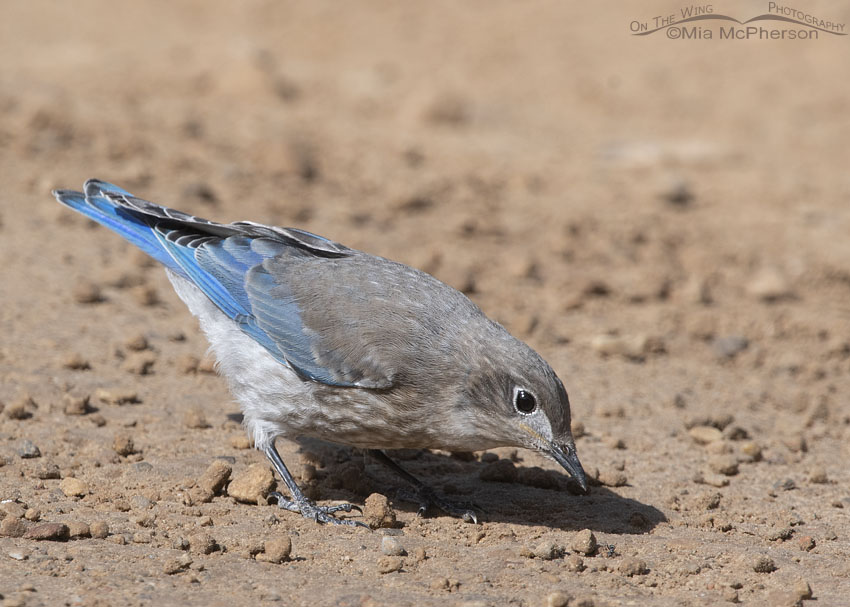 Juvenile Mountain Bluebird and an ant on the road, Wasatch Mountains, Summit County, Utah
