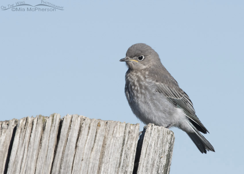 Mountain Bluebird juvenile on a large fence post, Centennial Valley, Beaverhead County, Montana