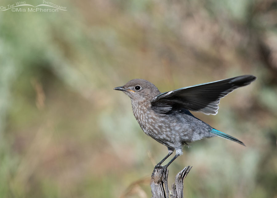 Juvenile Mountain Bluebird begging to be fed, Wasatch Mountains, Summit County, Utah