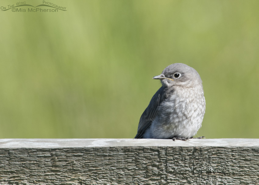 Young Mountain Bluebird chick in Montana at Red Rock Lakes National Wildlife Refuge in the Centennial Valley
