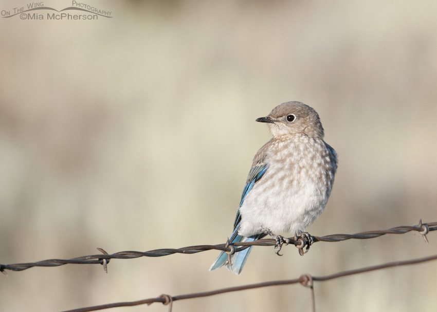 Perched juvenile Mountain Bluebird, Centennial Valley, Beaverhead County, Montana