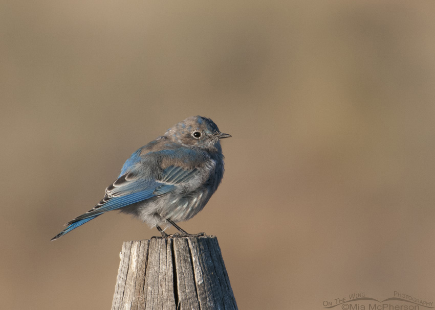Juvenile male Mountain Bluebird molting into basic plumage, Centennial Valley, Beaverhead County, Montana