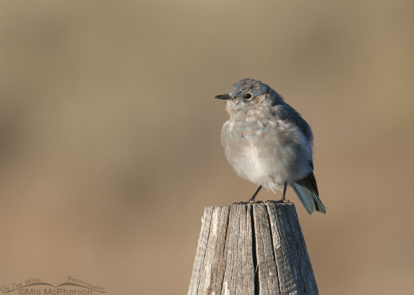 Molting juvenile male Mountain Bluebird, Centennial Valley, Beaverhead County, Montana