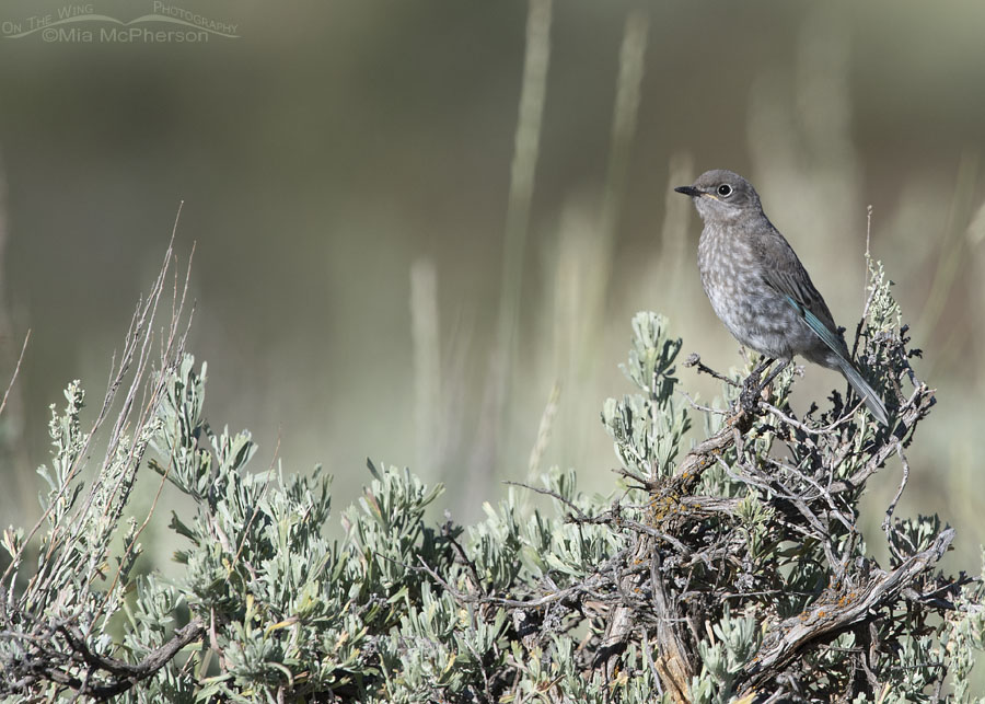 Juvenile Mountain Bluebird perched on a clump of sage, Wasatch Mountains, Summit County, Utah
